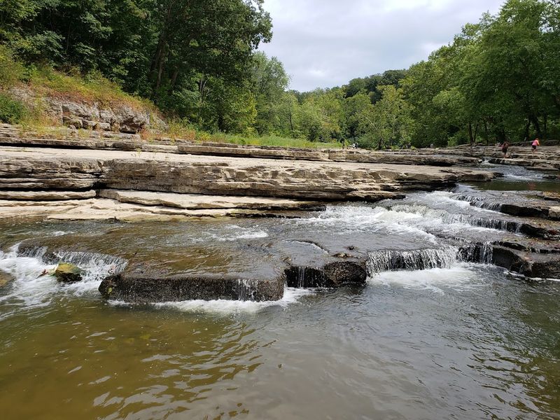 Wildlife Along the Creek and Forest Edge