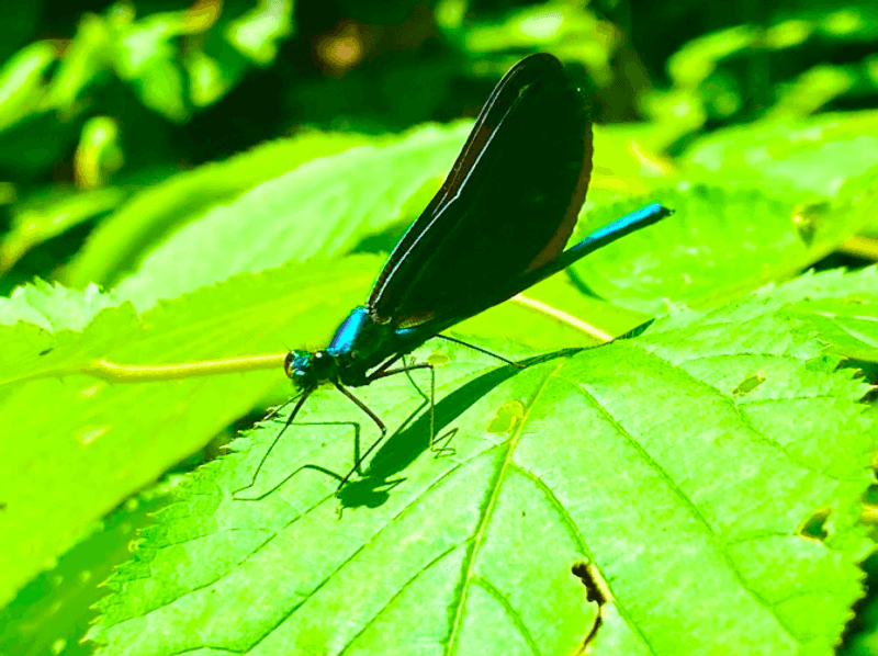 Wildlife And Natural Surroundings Along The Way