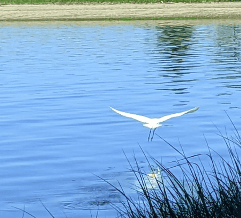 Wildlife And What You Might Spot Wildlife And What You Might Spot