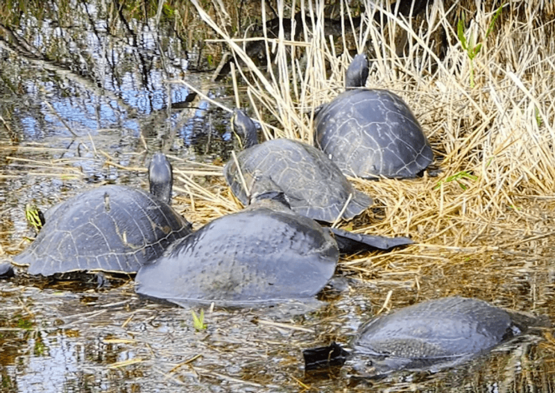 Wildlife Beyond the Alligator Headlines Wildlife Beyond the Alligator Headlines
