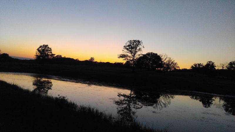 Wildlife Beyond the Horses: Deer, Birds, and Open-Country Surprises