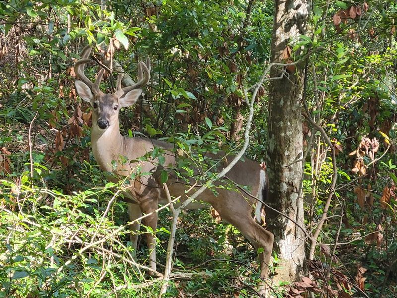 Wildlife Encounters Along Every Stretch of Trail Wildlife Encounters Along Every Stretch of Trail