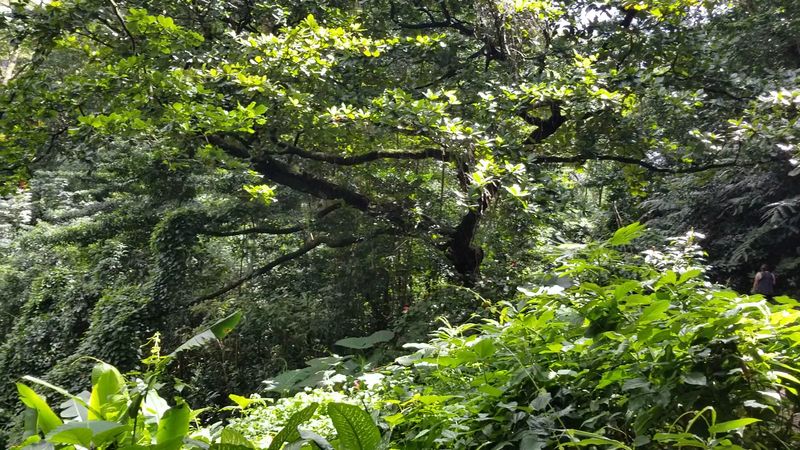Wildlife Encounters Along the Way