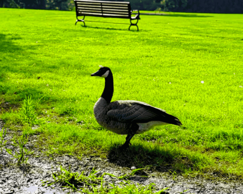 Wildlife Encounters That Catch You Off Guard