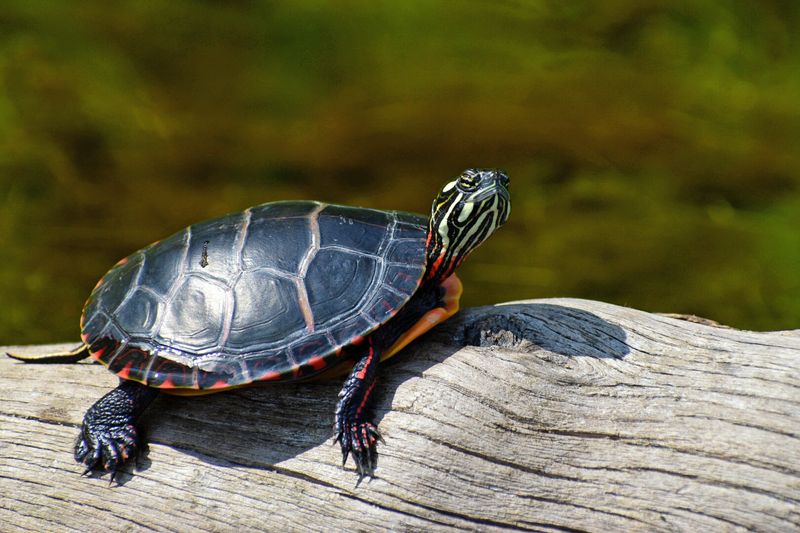 Wildlife Encounters That Happen Without Any Planning Wildlife Encounters That Happen Without Any Planning