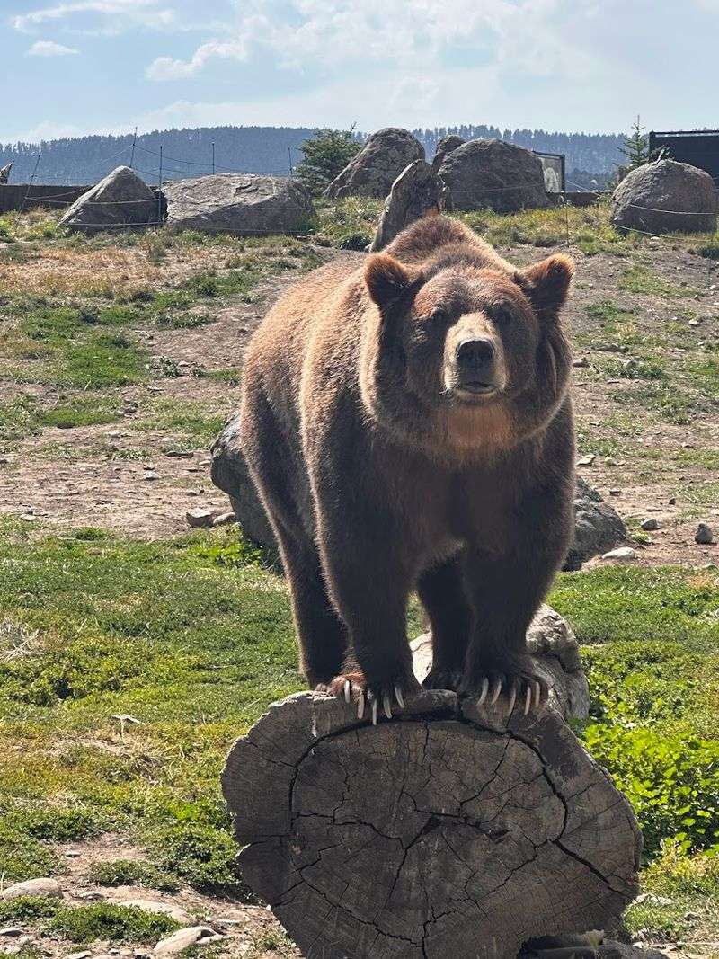 Wildlife Everywhere You Look, Including in Town
