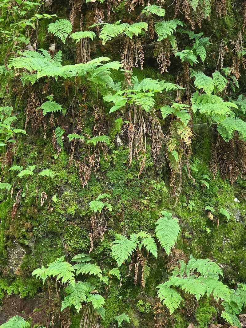 Wildlife, Flora, and the Living Ecosystem of the Ledges Wildlife, Flora, and the Living Ecosystem of the Ledges