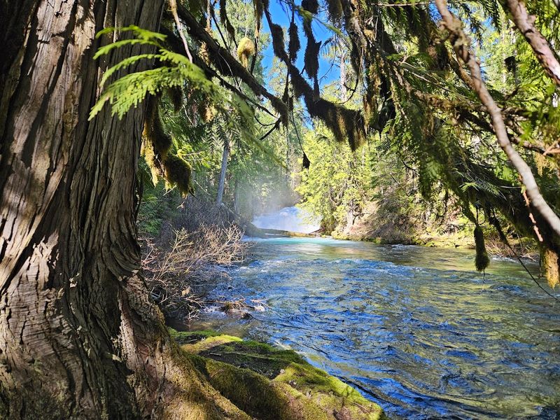 Wildlife, Forest, and the Atmosphere of the Trail