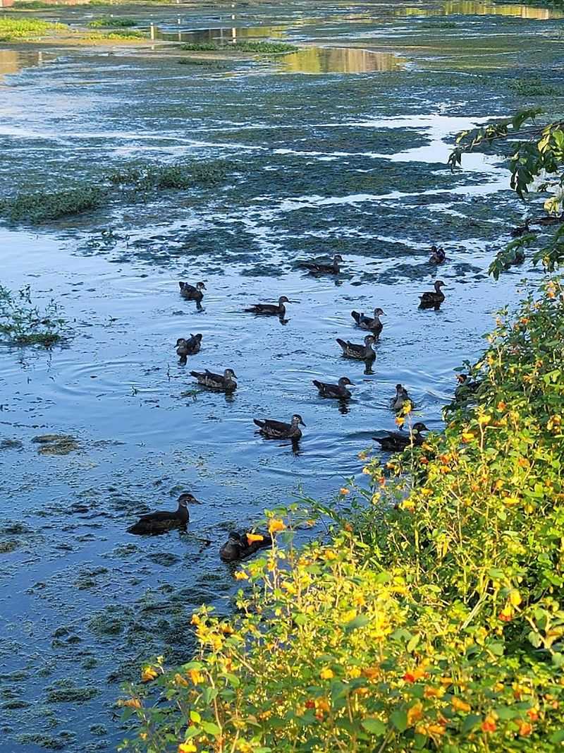 Wildlife, Geese, and the Unexpected Joys of the Trail