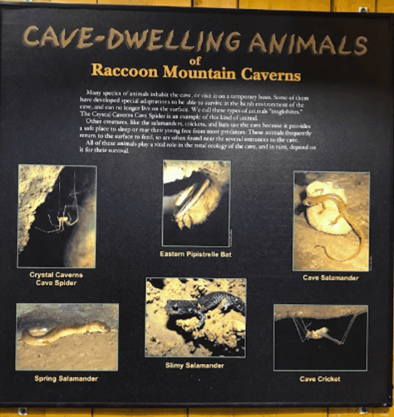 Wildlife Living Deep In The Darkness Wildlife Living Deep In The Darkness