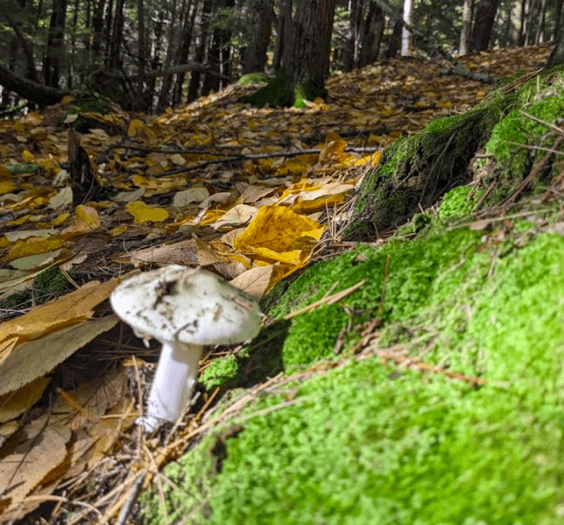 Wildlife, Mushrooms, and the Forest Floor Wildlife, Mushrooms, and the Forest Floor