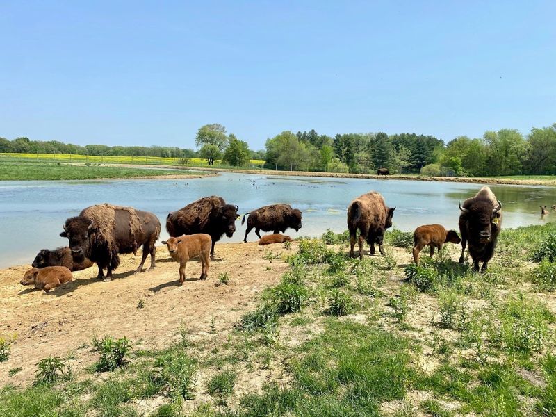 Wildlife Prairie Park — Hanna City, Illinois