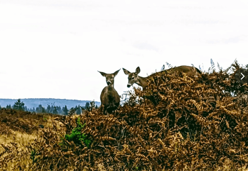 Wildlife That Calls The Prairie Home