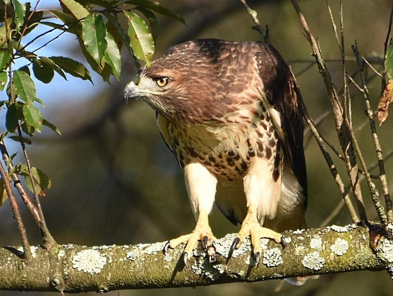 Wildlife That Earns Official Recognition Wildlife That Earns Official Recognition