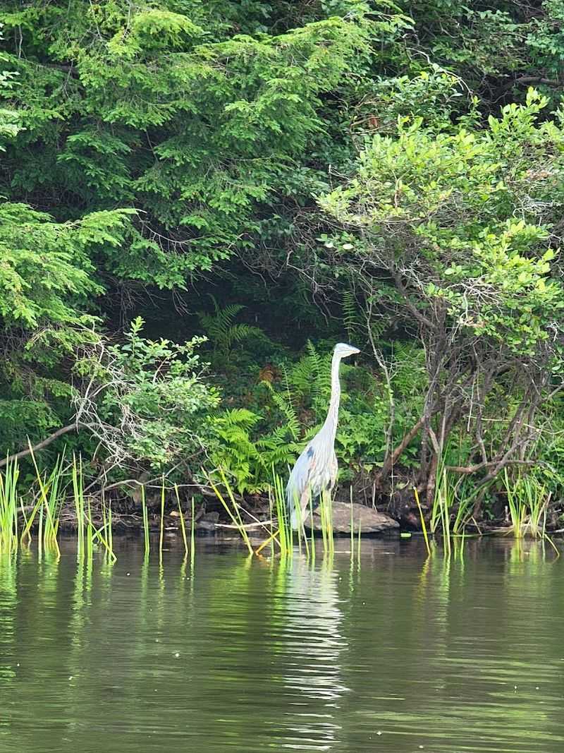 Wildlife That Reminds You Who Really Lives Here