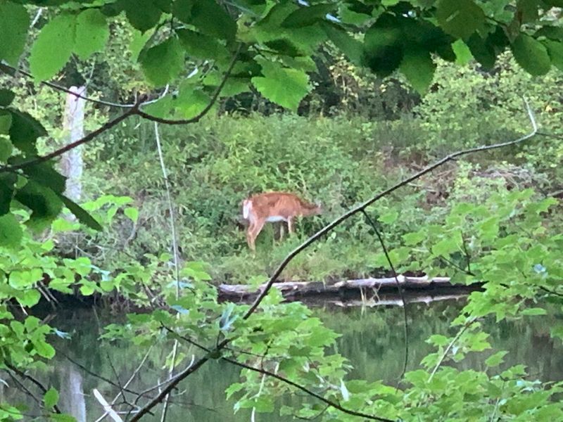 Wildlife That Shows Up When You Least Expect It Wildlife That Shows Up When You Least Expect It