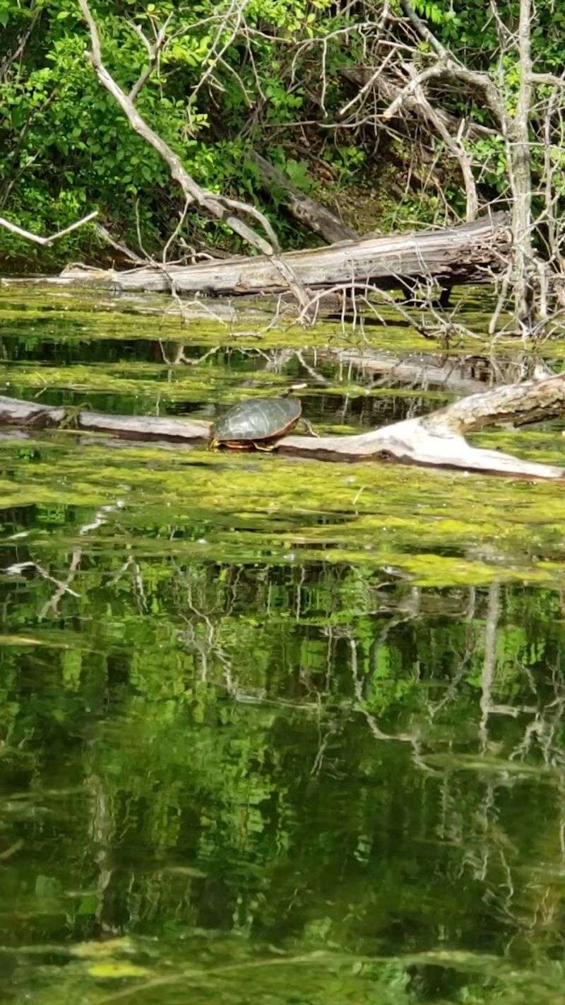 Wildlife That Shows Up Without Warning