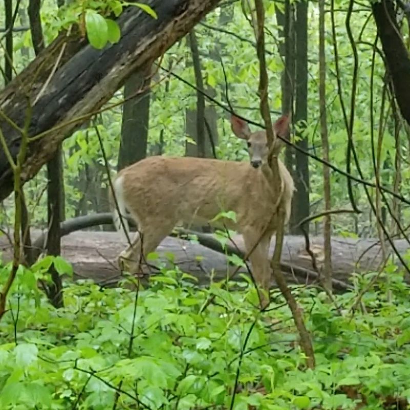 Wildlife That Shows Up Without Warning Wildlife That Shows Up Without Warning