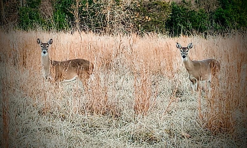 Wildlife That Shows Up Without an Invitation Wildlife That Shows Up Without an Invitation