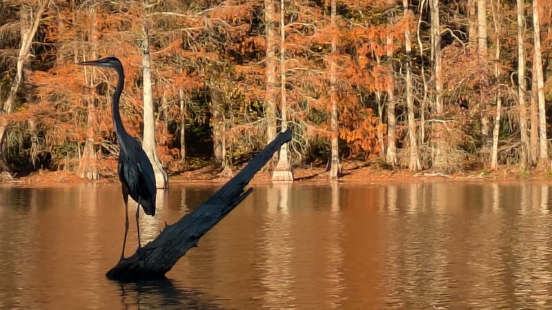 Wildlife That Thrives Where the Water Meets the Wood