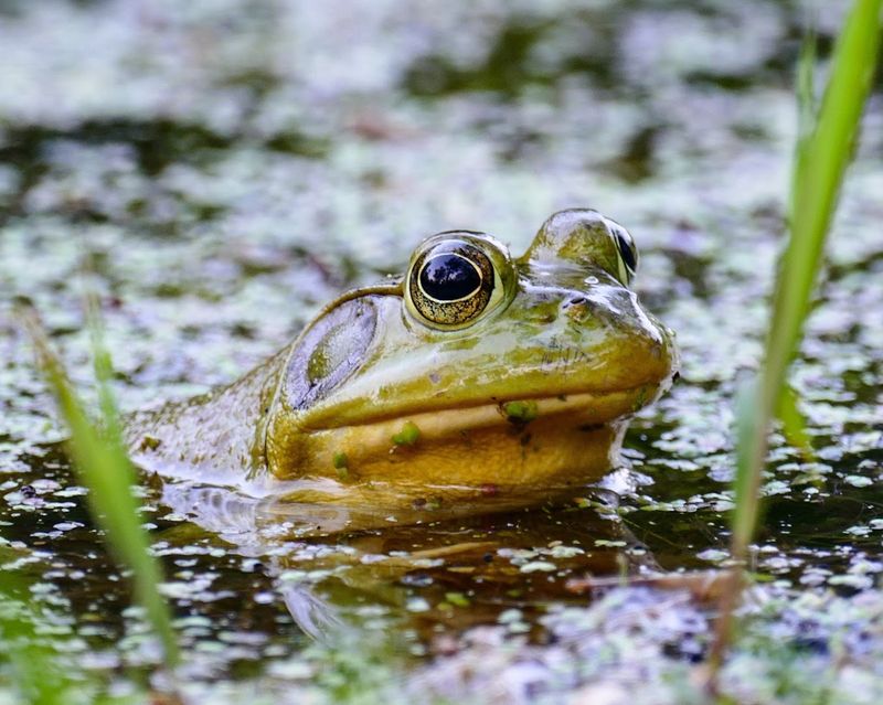 Wildlife That Will Genuinely Surprise You