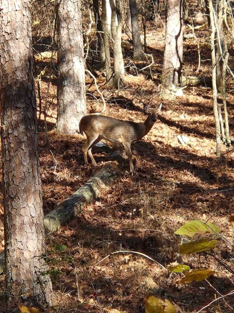 Wildlife Watching: Deer, Eagles, and the Birds That Steal the Show