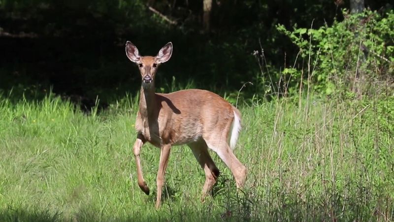 Wildlife Watching That Rewards Patient and Early Visitors Wildlife Watching That Rewards Patient and Early Visitors