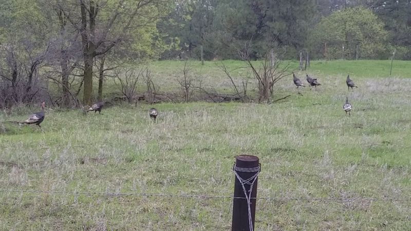 Wildlife Watching You Might Not Expect