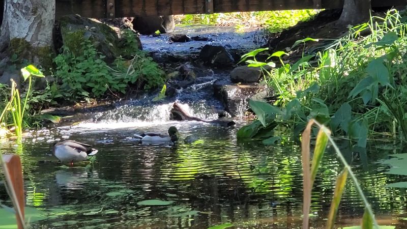 Wildlife, Water Features, and Wetland Trails