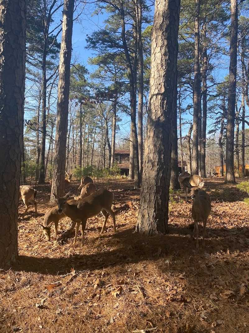 Wildlife, Wildflowers, and What Wanders Through