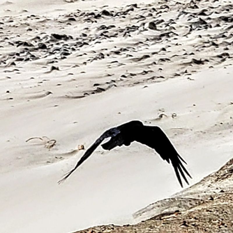 Wildlife You Can Actually Expect to See