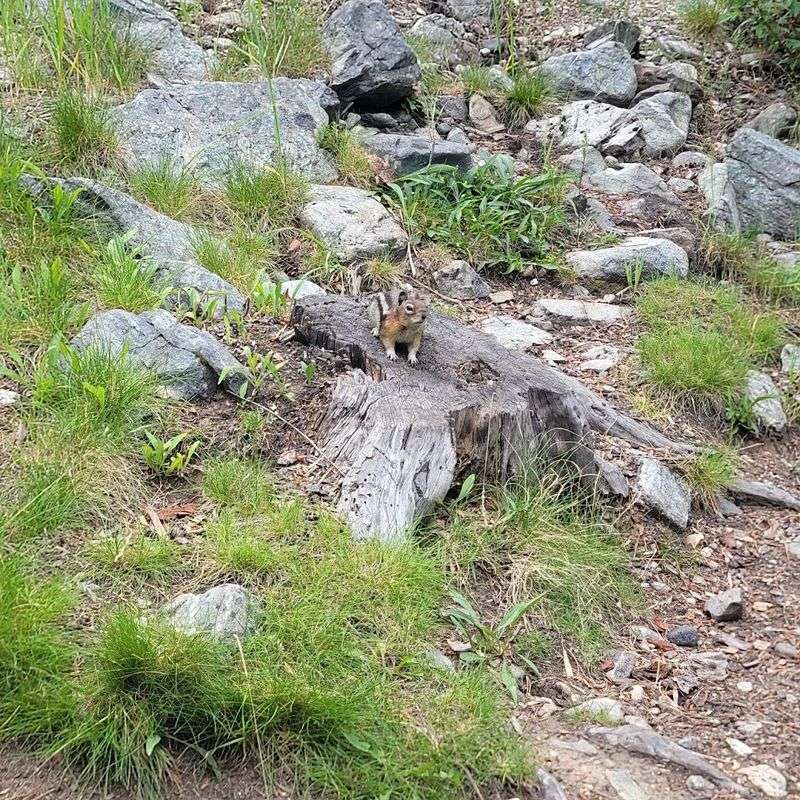 Wildlife You Might Actually See Here