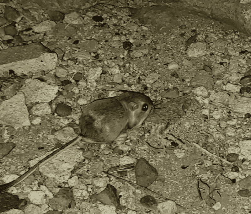Wildlife and Birdwatching in a High Desert Setting Wildlife and Birdwatching in a High Desert Setting