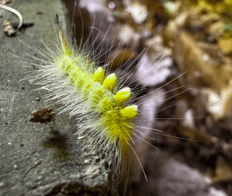 Wildlife and Natural Details Worth Noticing Wildlife and Natural Details Worth Noticing