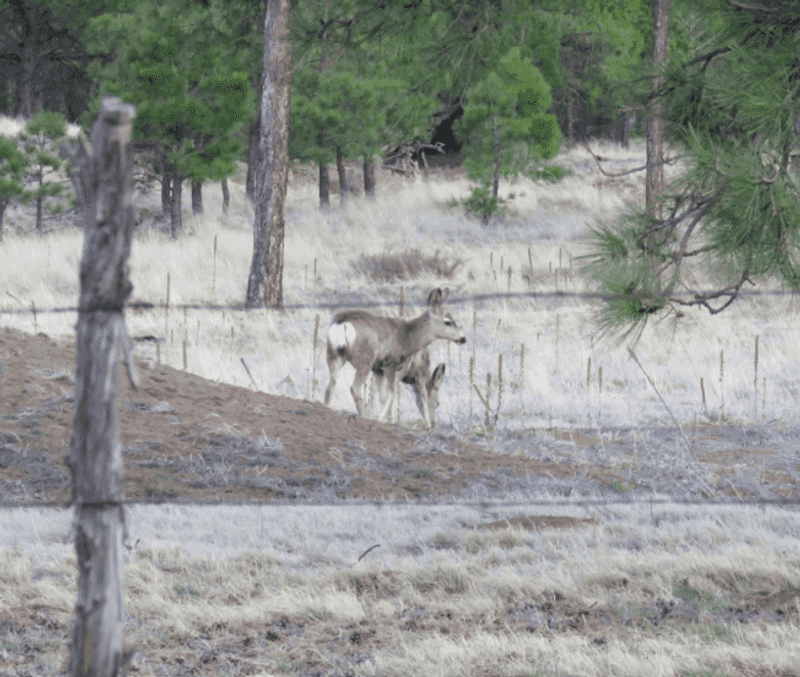 Wildlife and Nature Along the Trail