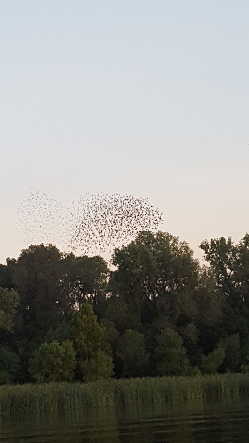 Wildlife and Nature Around the Lake