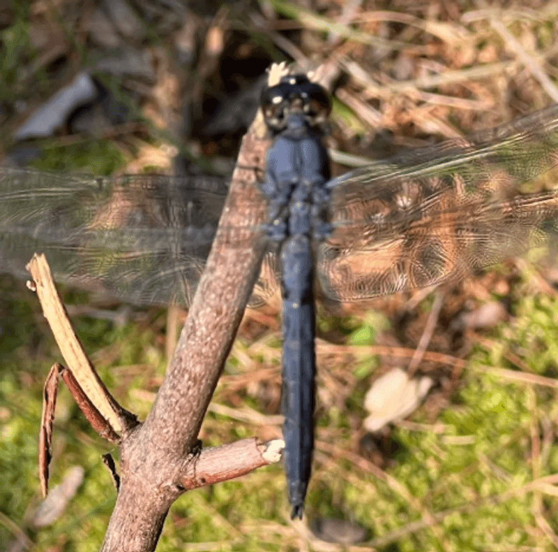 Wildlife and Nature Around the Pond Wildlife and Nature Around the Pond