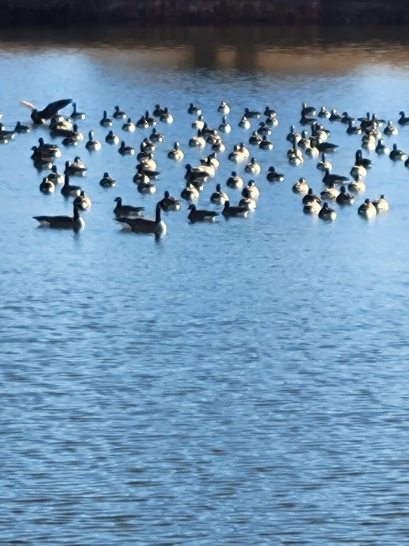 Wildlife and Nature: Geese, Ducks, Turtles, and the Living Landscape