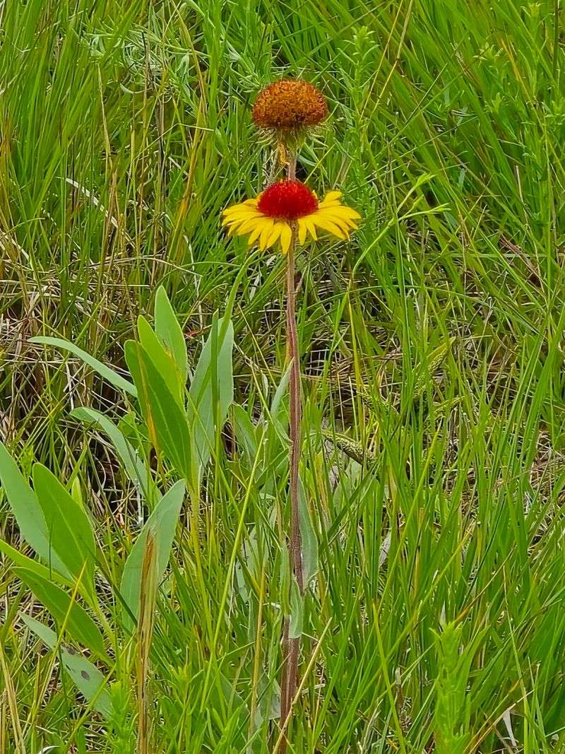 Wildlife and Wildflowers Through the Seasons Wildlife and Wildflowers Through the Seasons