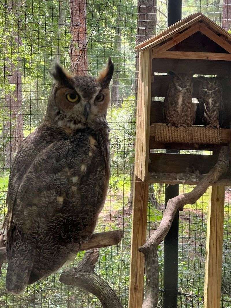 Wildlife and the Lowcountry Zoo