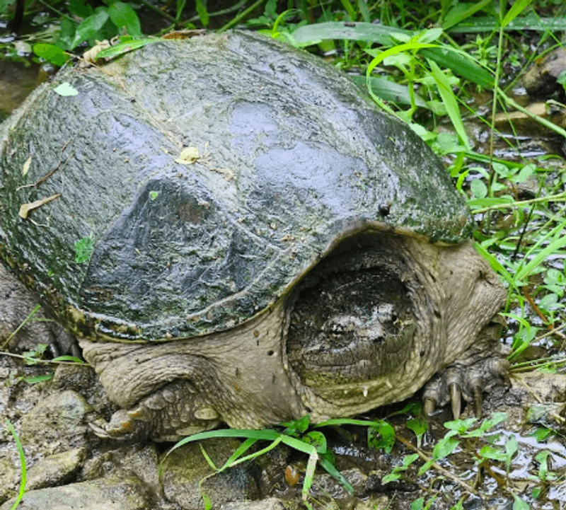 Wildlife and the Natural Diversity of the Forest Wildlife and the Natural Diversity of the Forest