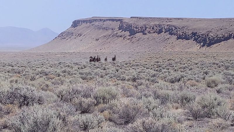 Wildlife and the Quiet Life of the Desert