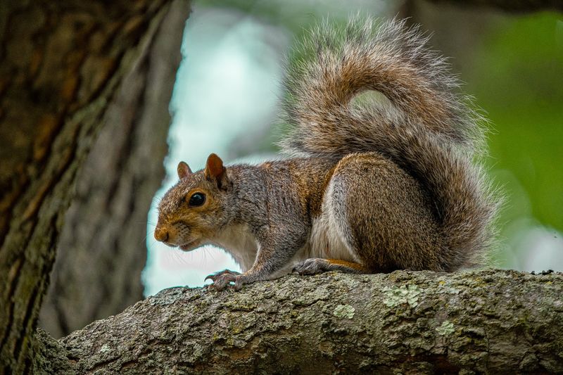 Wildlife and the Quieter Side of the Park