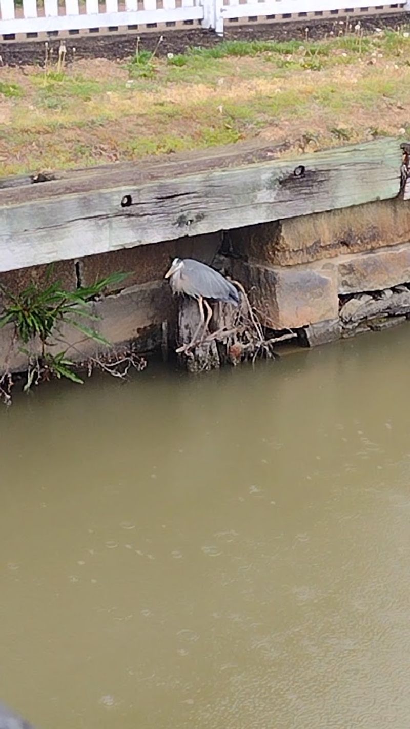 Wildlife on Pea Patch Island That Will Surprise You Wildlife on Pea Patch Island That Will Surprise You