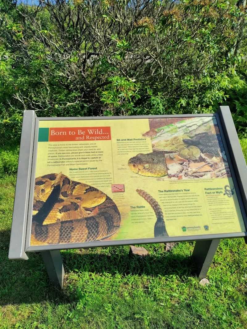 Wildlife on the Mountain
