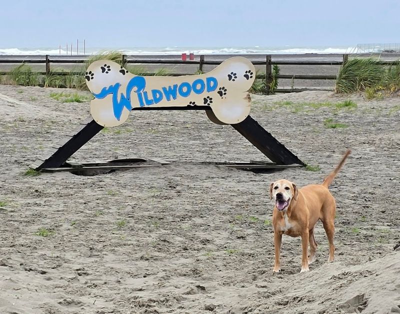 Wildwood Dog Park & Beach, New Jersey