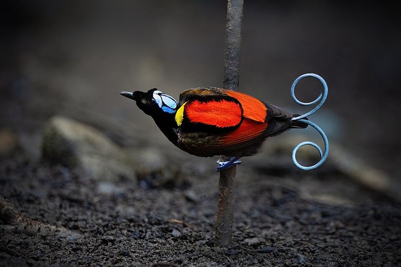Wilson's Bird-of-Paradise (Indonesia)