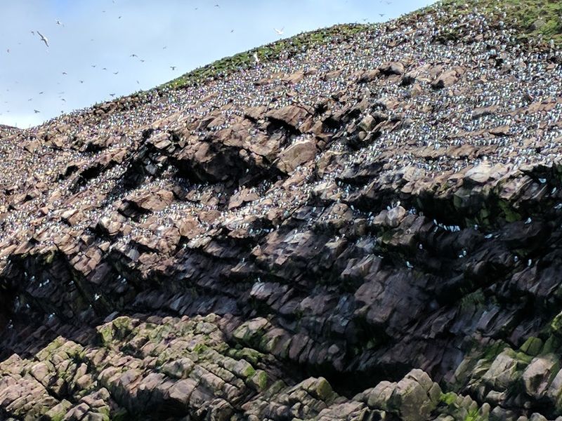 Witless Bay Ecological Reserve, Witless Bay, Newfoundland And Labrador, Canada