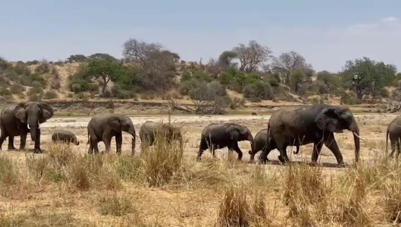 Witness the Great Wildebeest Migration in Tanzania and Kenya