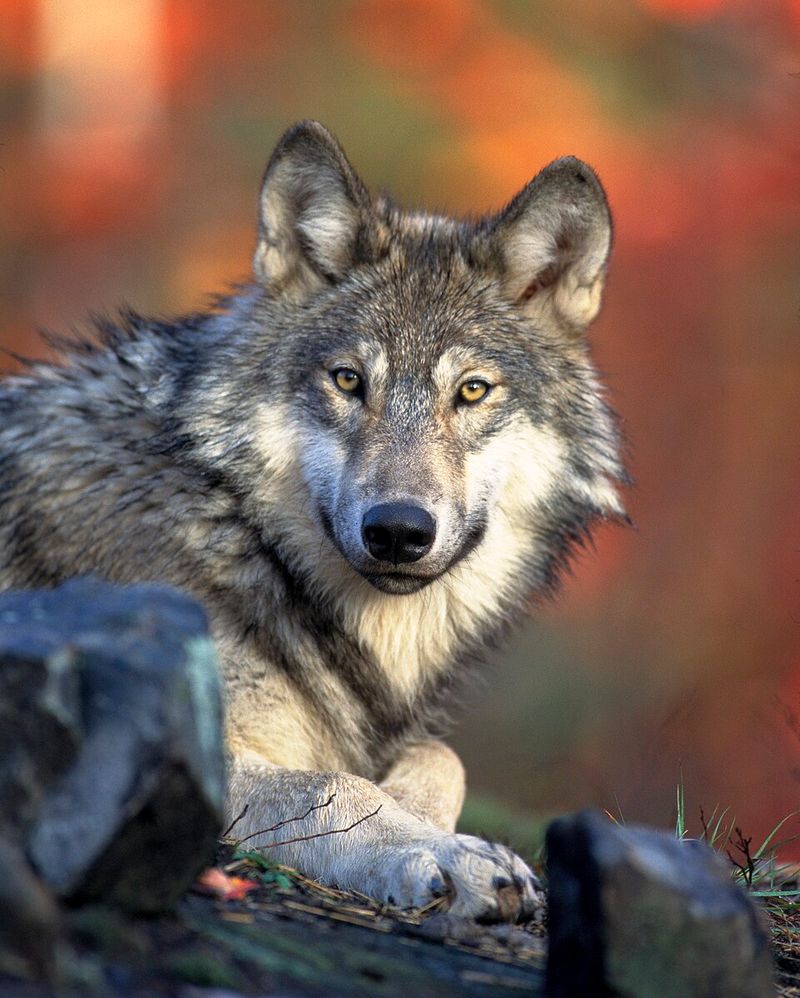 Wolf (Gray Wolf)